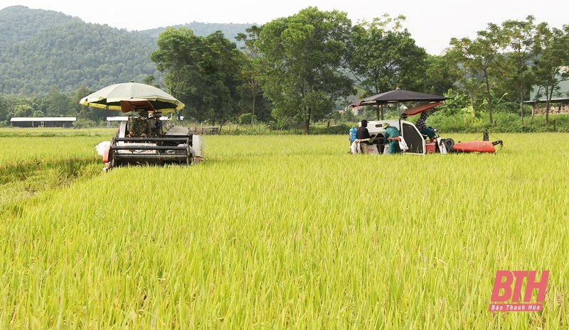 Huyện Hậu Lộc dồn lực thu hoạch lúa thu mùa