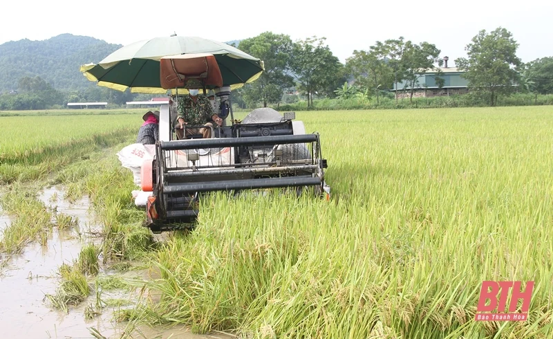 Huyện Hậu Lộc dồn lực thu hoạch lúa thu mùa