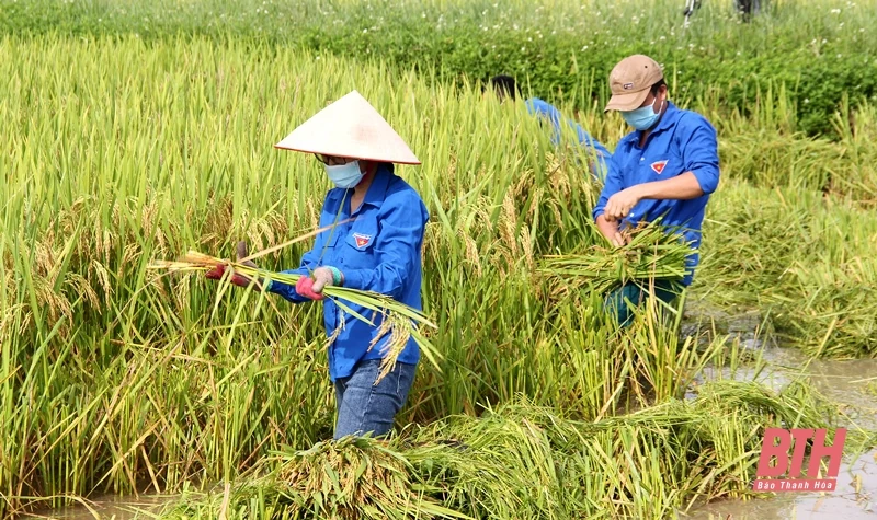 Huyện Hậu Lộc dồn lực thu hoạch lúa thu mùa