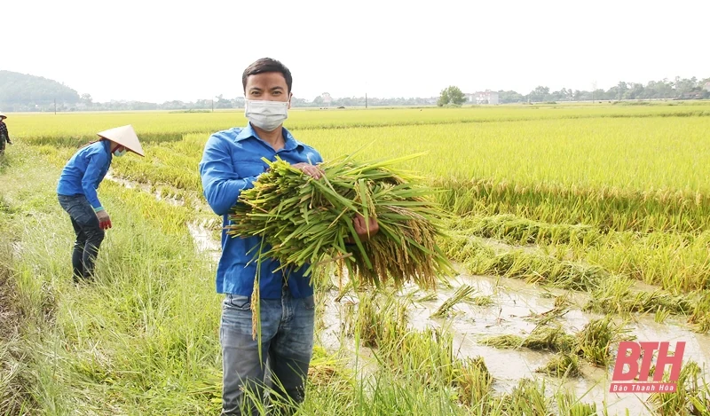 Huyện Hậu Lộc dồn lực thu hoạch lúa thu mùa