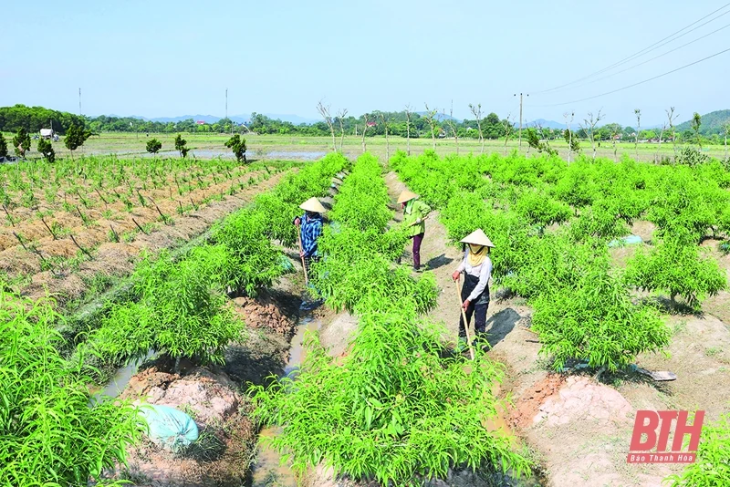 Đảng bộ huyện Triệu Sơn nâng cao năng lực lãnh đạo và sức chiến đấu của hệ thống chính trị ở cơ sở