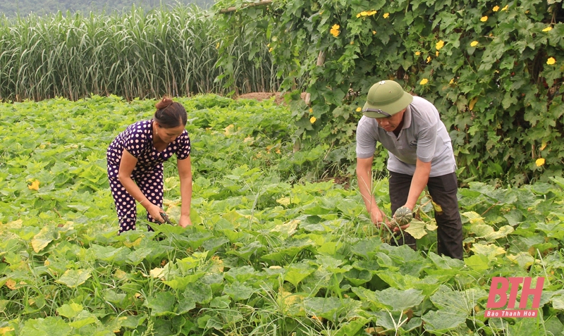Huyện Cẩm Thủy phát triển nông nghiệp theo hướng liên kết