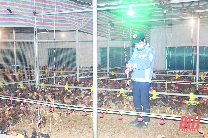 Toàn tỉnh có 41 khu trang trại chăn nuôi tập trung được hỗ trợ đầu tư cơ sở hạ tầng