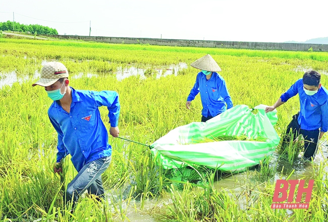 Dấu ấn đội quân “áo xanh” giúp dân thu hoạch lúa mùa
