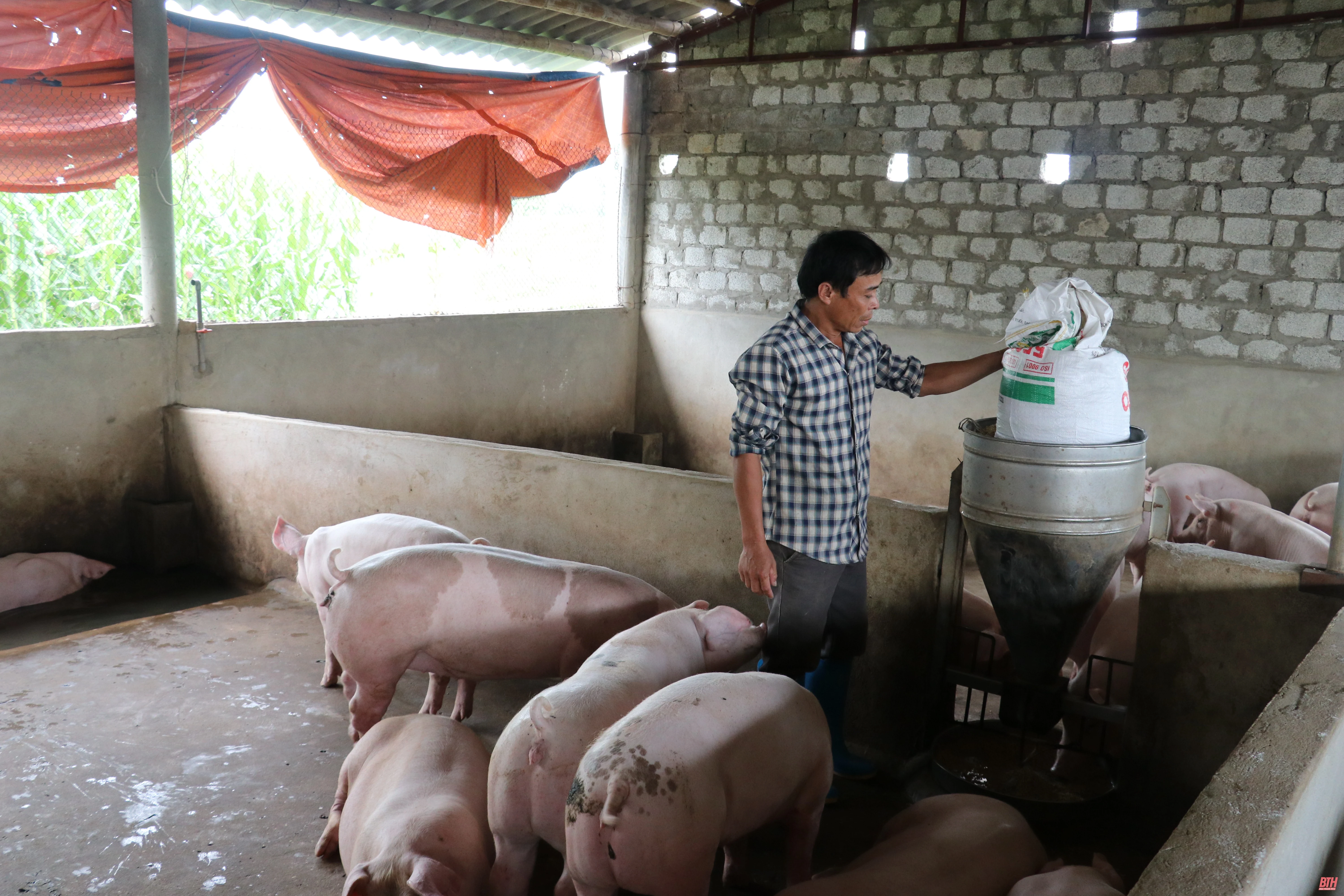 Thanh Hóa triển khai đồng bộ các biện pháp ứng phó với bệnh dịch tả lợn châu Phi