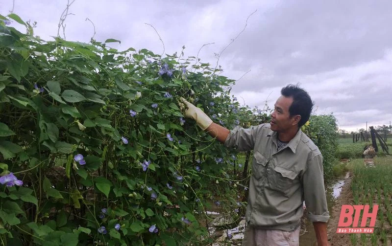 Nông dân vùng chuyên canh rau Hoằng Hợp chăm sóc cây trồng sau đợt mưa lớn