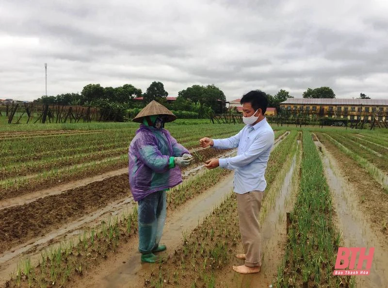 Nông dân vùng chuyên canh rau Hoằng Hợp chăm sóc cây trồng sau đợt mưa lớn