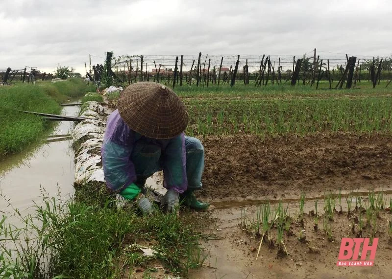 Nông dân vùng chuyên canh rau Hoằng Hợp chăm sóc cây trồng sau đợt mưa lớn
