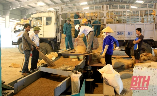 Sơ chế, bảo quản nông sản sau thu hoạch