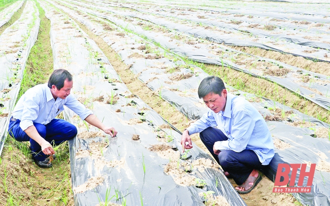 Huyện Vĩnh Lộc nâng cao giá trị sản xuất vụ đông