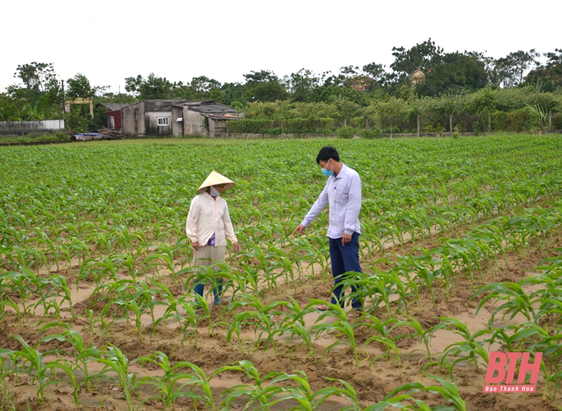 Huyện Hậu Lộc tập trung nâng cao giá trị cây trồng vụ đông