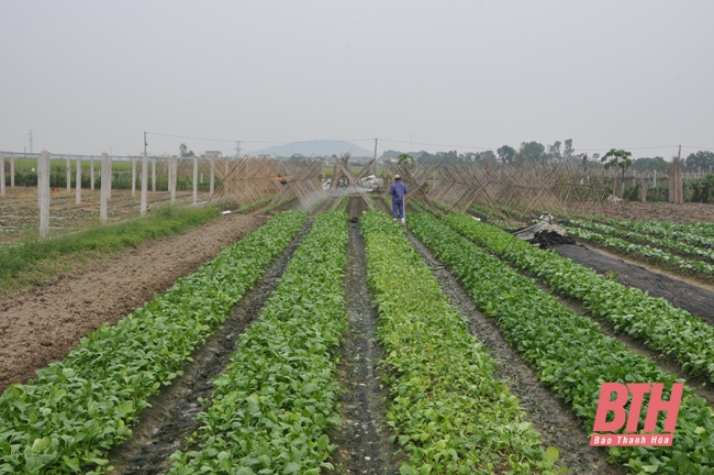 Huyện Nông Cống: Phát triển 300 ha sản xuất rau theo hướng an toàn