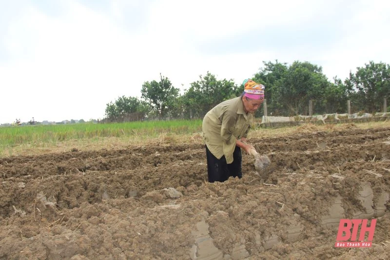 Triển khai phương án trồng trọt năm 2022