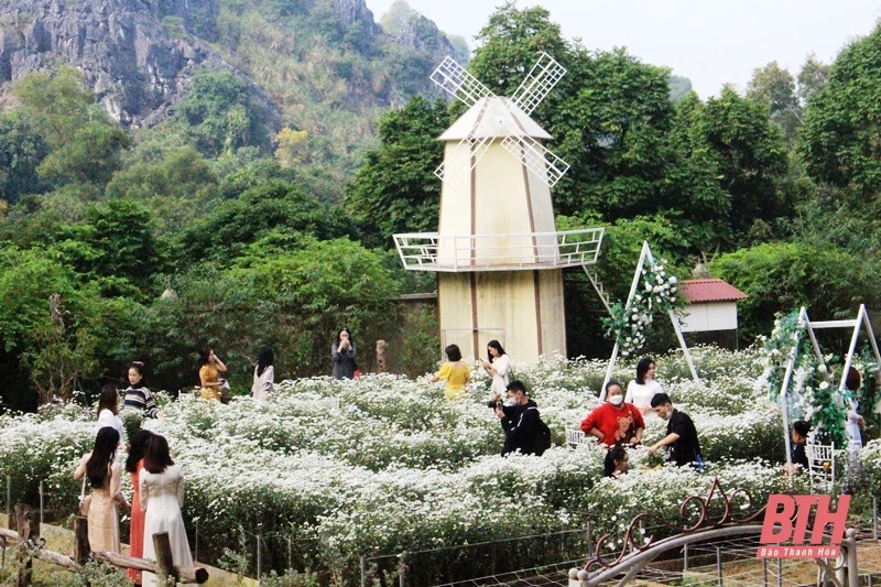 Vườn cúc họa mi nở rộ hút khách dịp cuối tuần