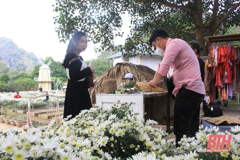 Vườn cúc họa mi nở rộ hút khách dịp cuối tuần