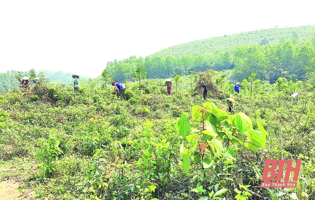 Phục hồi và quản lý bền vững rừng phòng hộ tỉnh Thanh Hóa