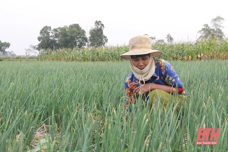 Hiệu quả mô hình trồng hành, tỏi theo hướng an toàn ở xã Hoằng Trinh