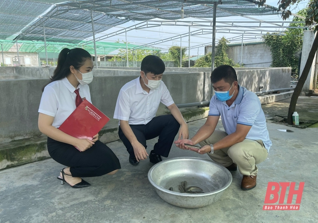 Hiệu quả kinh tế từ nghề sản xuất và di ương cá giống tại thị trấn Tân Phong