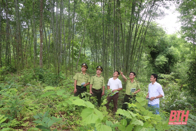 Đề xuất chính sách hỗ trợ trồng rừng sản xuất và thâm canh rừng trồng luồng, nứa, vầu trên địa bàn tỉnh Thanh Hóa