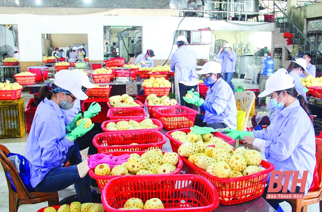 Doanh nghiệp xuất khẩu nông sản tập trung phục hồi sản xuất