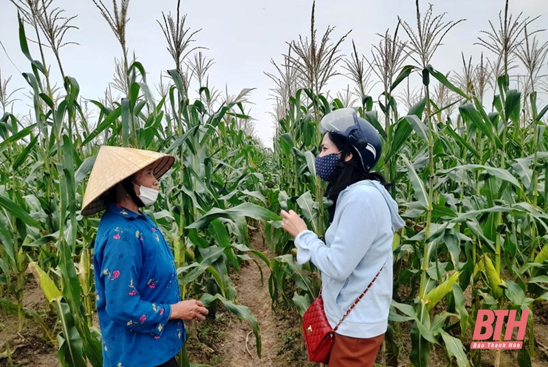 Trung tâm dịch vụ nông nghiệp huyện Hậu Lộc - cầu nối đưa khoa học - kỹ thuật đến với nông dân