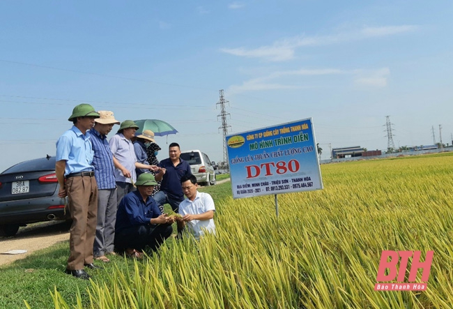 Xây dựng thương hiệu cho sản phẩm lúa gạo chất lượng cao