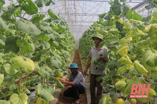 Huyện Thiệu Hóa quan tâm phát triển HTX nông nghiệp