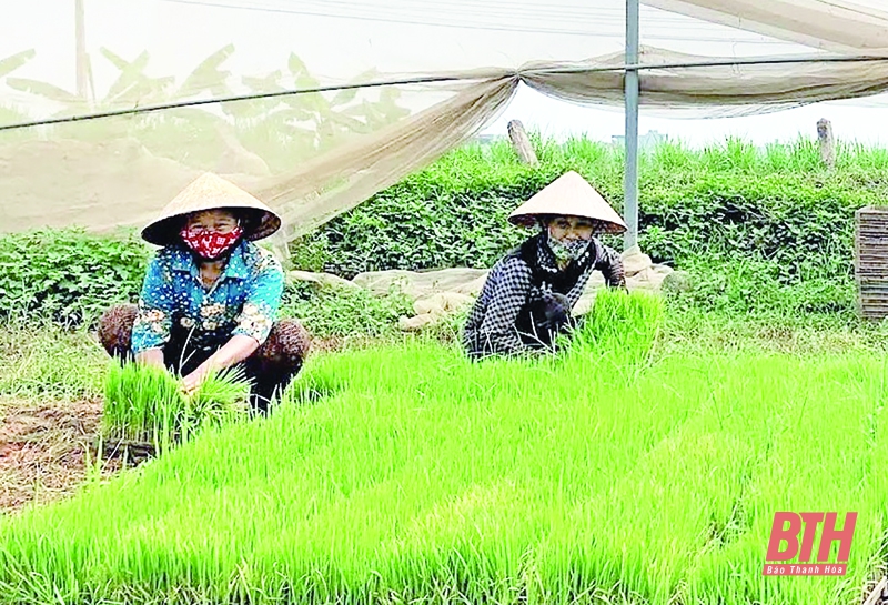 Huyện Thọ Xuân phát triển HTX nông nghiệp
