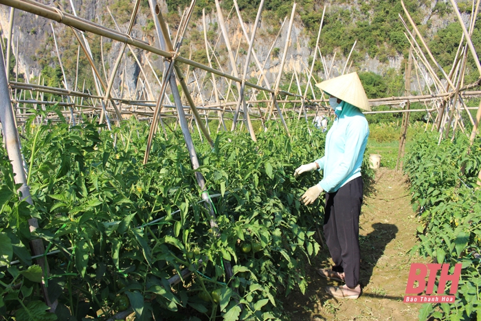 Chuyển đổi cơ cấu cây trồng, nâng cao thu nhập cho người dân nông thôn miền núi