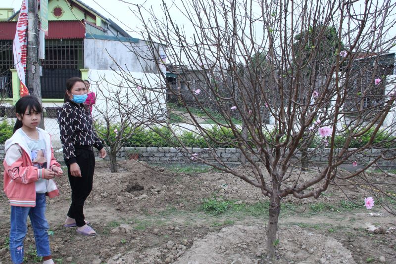 Người trồng đào phai hoa kép xã Quảng Chính có thu nhập khoảng 33 tỷ đồng từ vụ đào Tết Nhâm Dần 2022