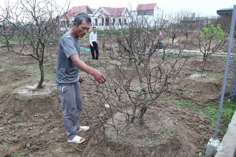 Người trồng đào phai hoa kép xã Quảng Chính có thu nhập khoảng 33 tỷ đồng từ vụ đào Tết Nhâm Dần 2022