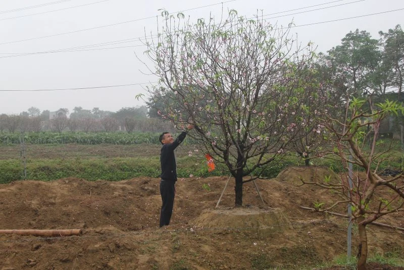 Người trồng đào phai hoa kép xã Quảng Chính có thu nhập khoảng 33 tỷ đồng từ vụ đào Tết Nhâm Dần 2022