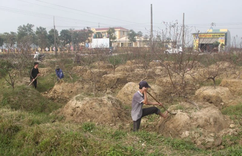 Người trồng đào phai hoa kép xã Quảng Chính có thu nhập khoảng 33 tỷ đồng từ vụ đào Tết Nhâm Dần 2022