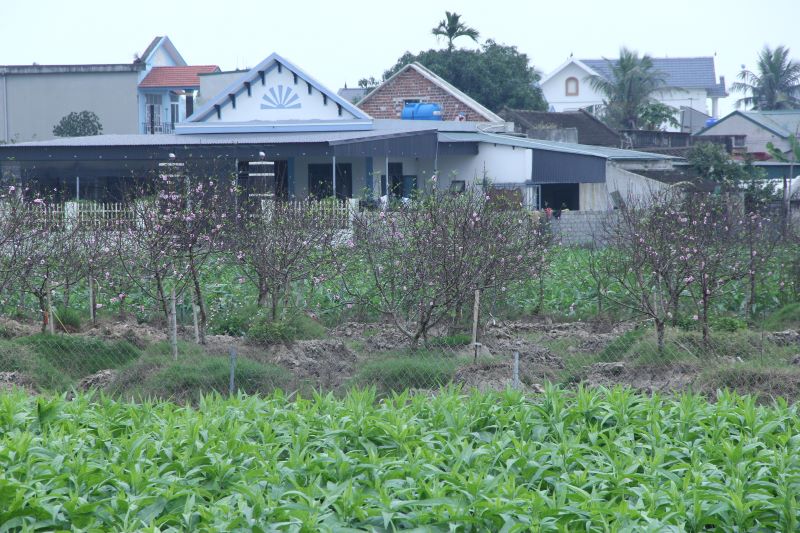 Người trồng đào phai hoa kép xã Quảng Chính có thu nhập khoảng 33 tỷ đồng từ vụ đào Tết Nhâm Dần 2022