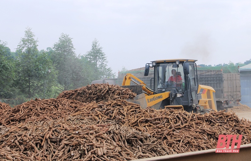Các nhà máy chế biến tinh bột sắn trên địa bàn Thanh Hóa đã thu mua khoảng 132.000 tấn sắn nguyên liệu