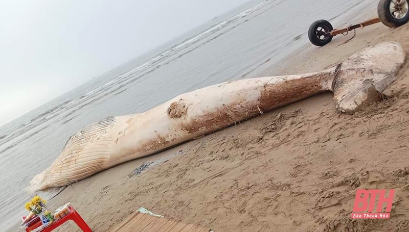 Phát hiện xác cá voi “khủng” trôi dạt vào bờ biển Tiên Trang (Quảng Xương)