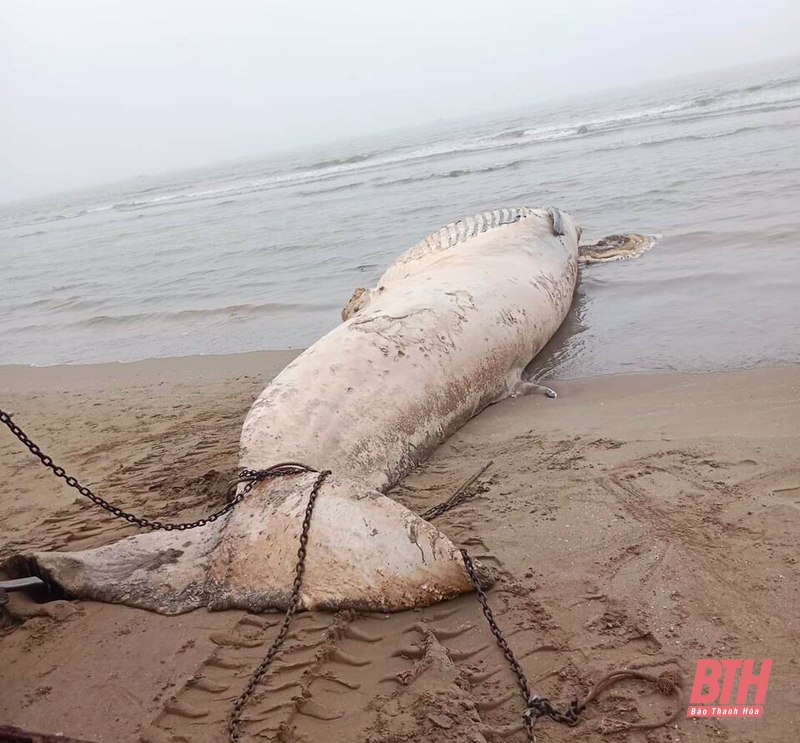 Phát hiện xác cá voi “khủng” trôi dạt vào bờ biển Tiên Trang (Quảng Xương)