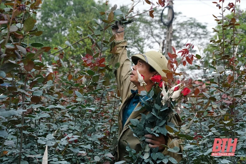 Làng hoa Đông Cương những ngày cuối năm