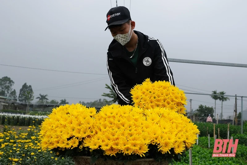 Làng hoa Đông Cương những ngày cuối năm