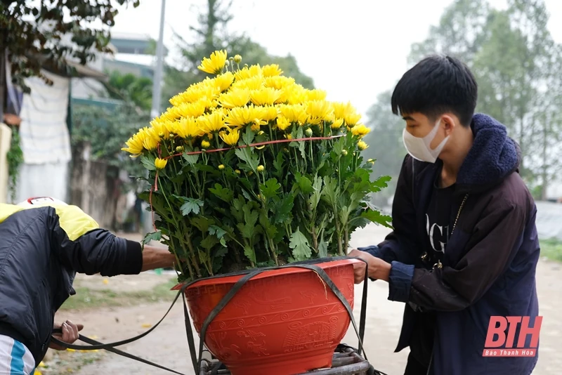 Làng hoa Đông Cương những ngày cuối năm