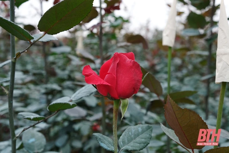 Làng hoa Đông Cương những ngày cuối năm