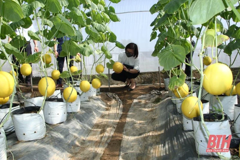 Huyện Thiệu Hóa được công nhận đạt chuẩn Nông thôn mới