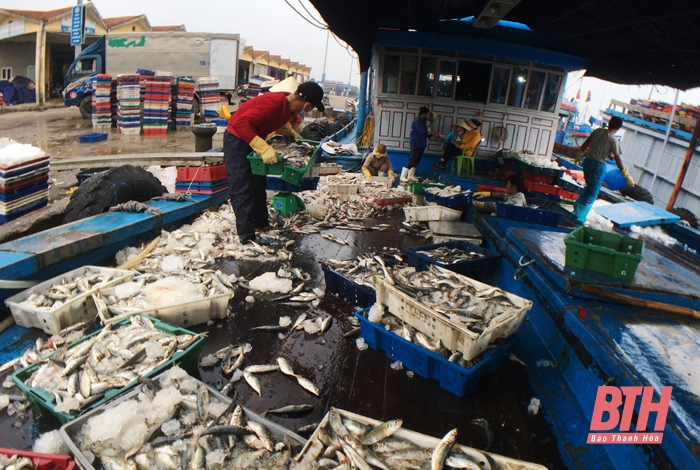 Cảng cá Lạch Bạng tích cực thực hiện công tác chống khai thác IUU