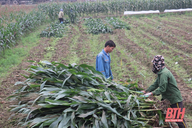 Xã Cẩm Yên mở rộng diện tích cây trồng liên kết sản xuất