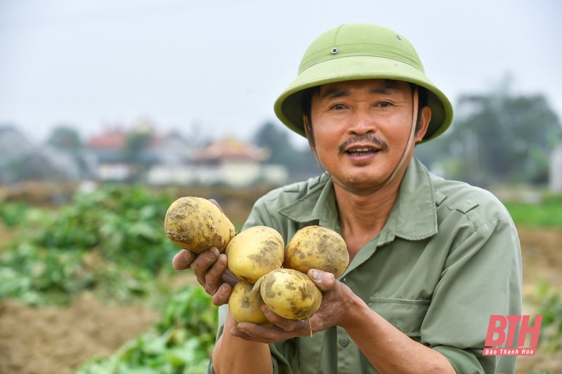 Nông dân Nga Trung thu hoạch khoai tây vụ Đông Xuân