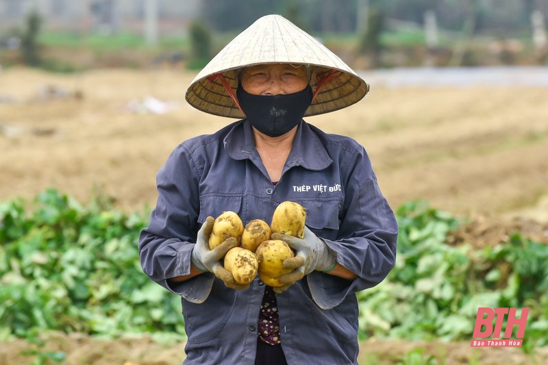 Nông dân Nga Trung thu hoạch khoai tây vụ Đông Xuân