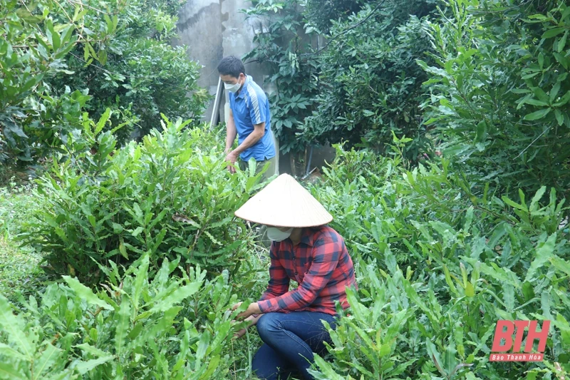 Siết chặt quản lý nguồn gốc giống cây trồng