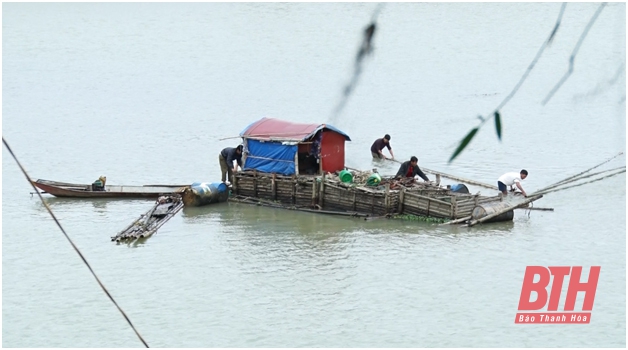 Huyện Thọ Xuân: Phát triển nghề nuôi cá lồng trên sông