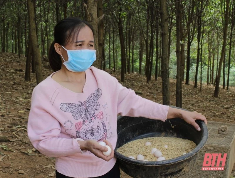 Trứng gà đồi Tân Lập: Sản phẩm nông nghiệp an toàn
