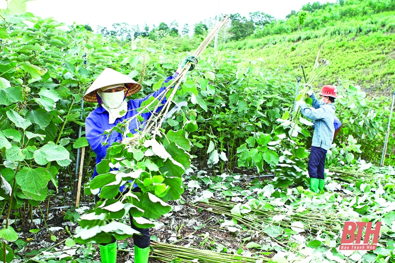 Ghi nhận từ quá trình phát triển vùng nguyên liệu cây gai xanh: Bài 1 - Vẫn còn nhiều khó khăn